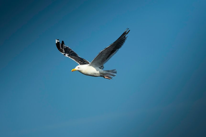 free robux without hacks